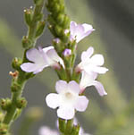 Vervain Verbena officinalis